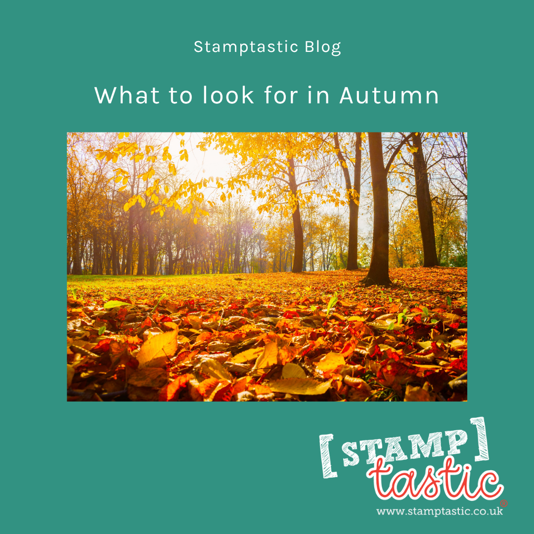 What to look for in Autumn