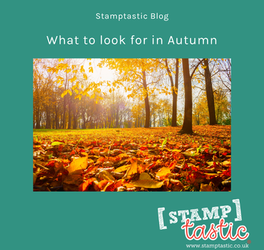 What to look for in Autumn